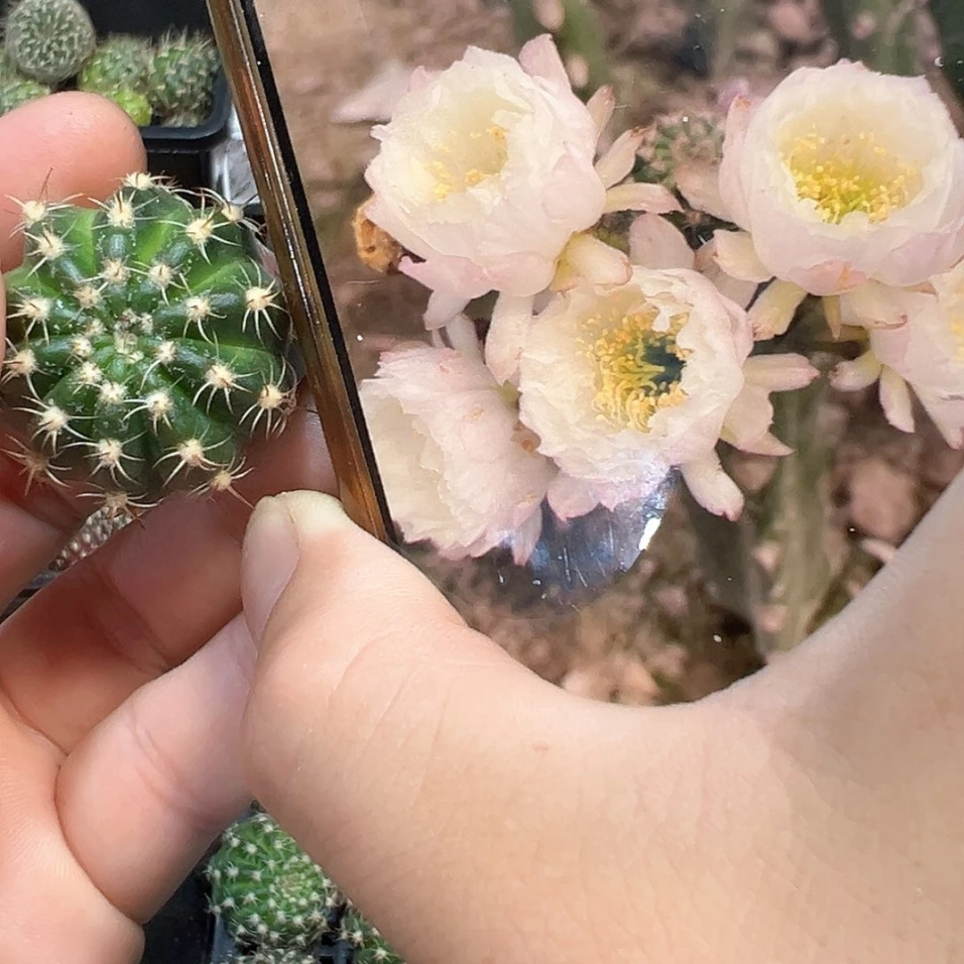 婚纱丽花属仙人球侧芽一颗