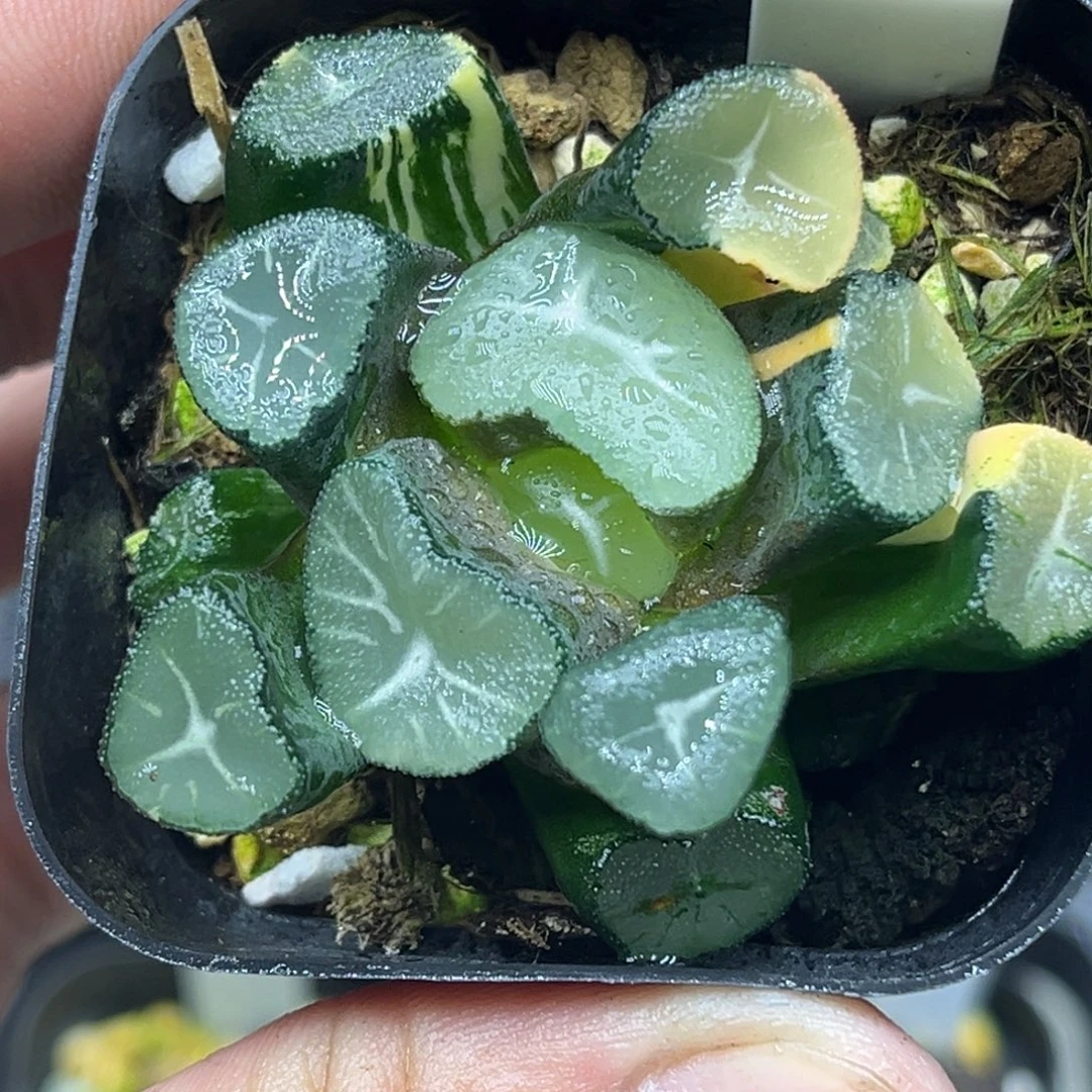 120玉龙万象锦头家多肉十二卷