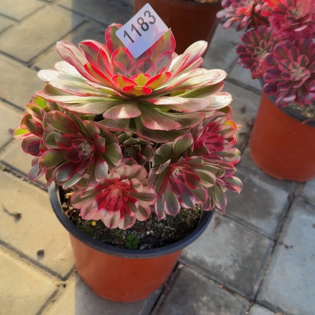 全部花朵˚**?1183孔雀翎444冠服17左右小颗的