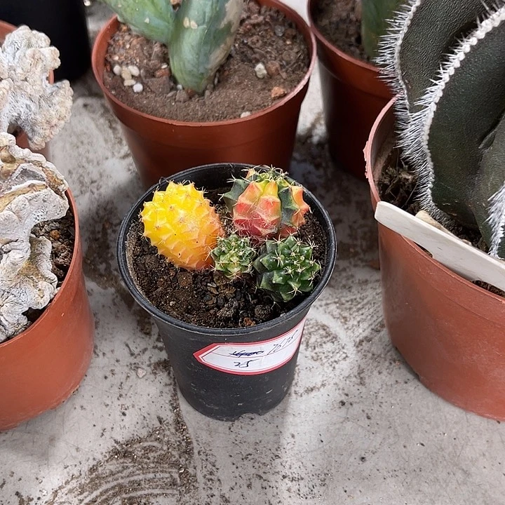 仙人球开花仙人球