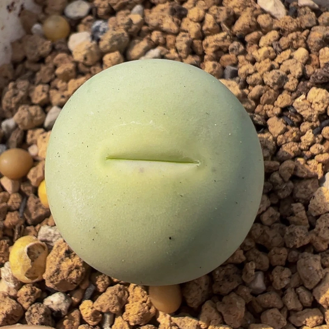 140多肉植物百科知识