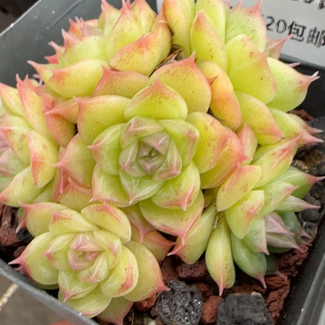 花语逸镜0129-165