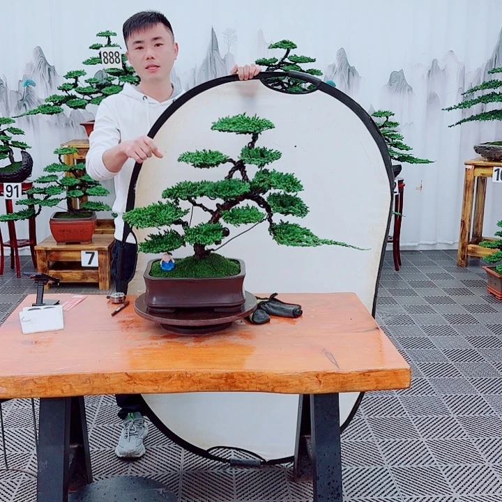 无花朵松柏盆景，一物一拍