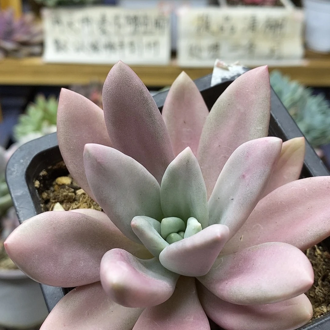 3158 桃花源锦多肉