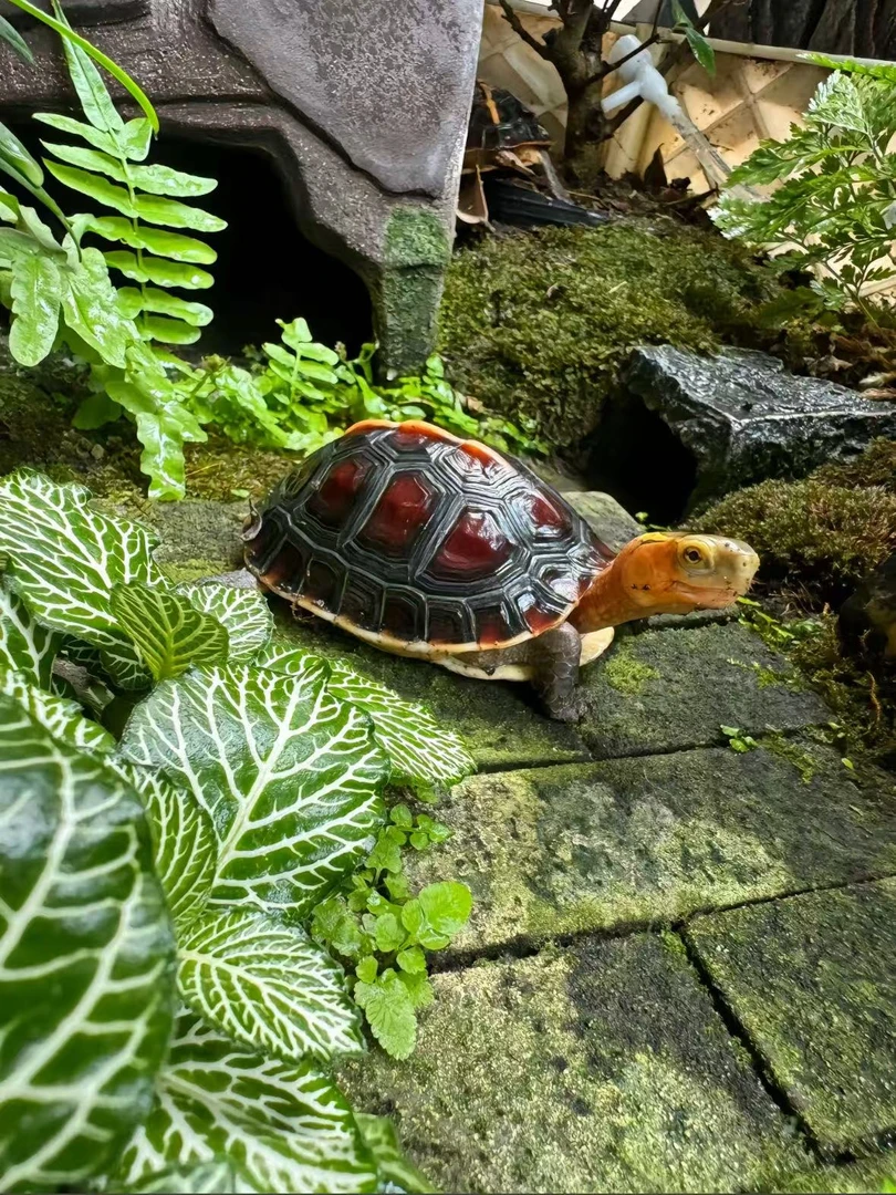 活体宠物通用链接