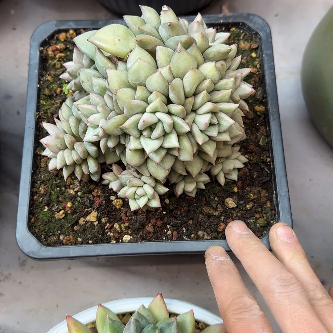 听*韩版象牙多肉 00000000