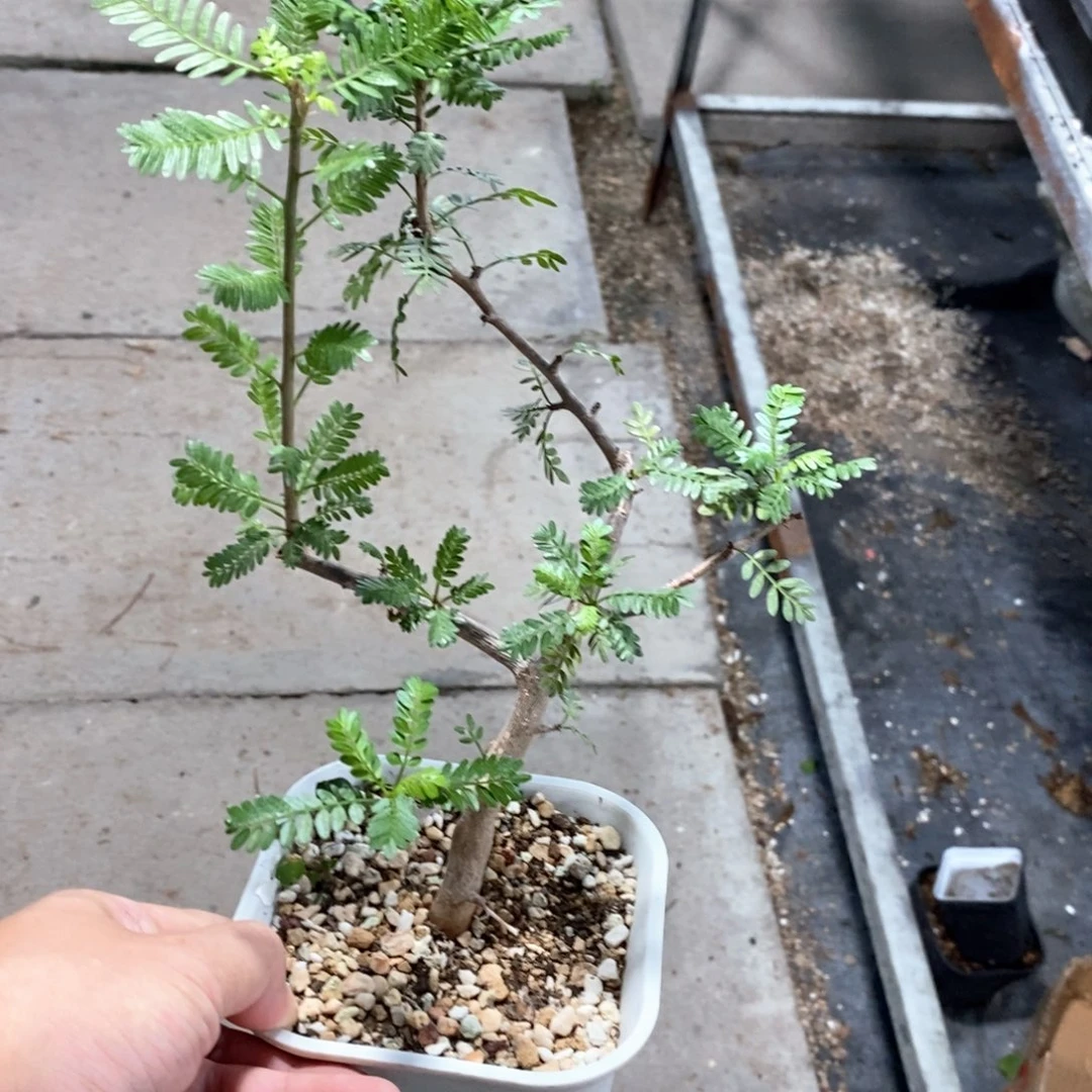 羽叶橄榄多肉植物