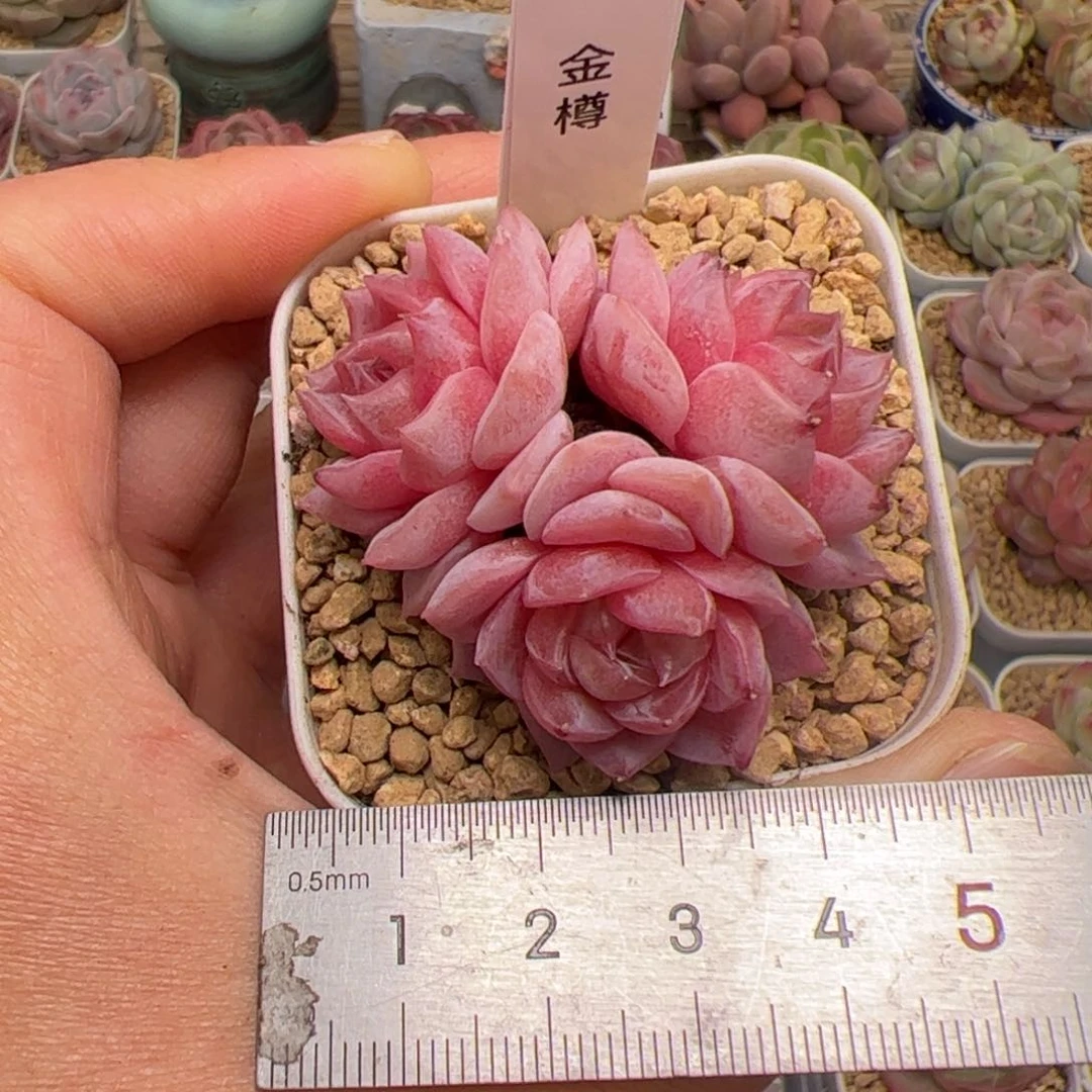 ✨****?752 744多肉植物组合盆栽