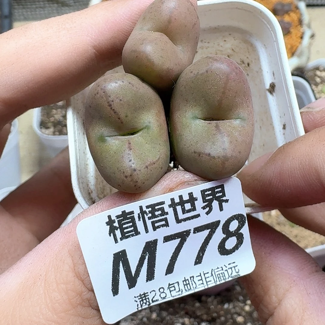 drzwdrs多肉植物drs