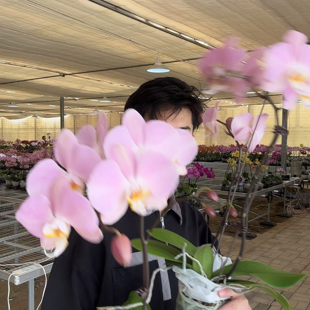 完全开放帕多瓦蝴蝶兰
