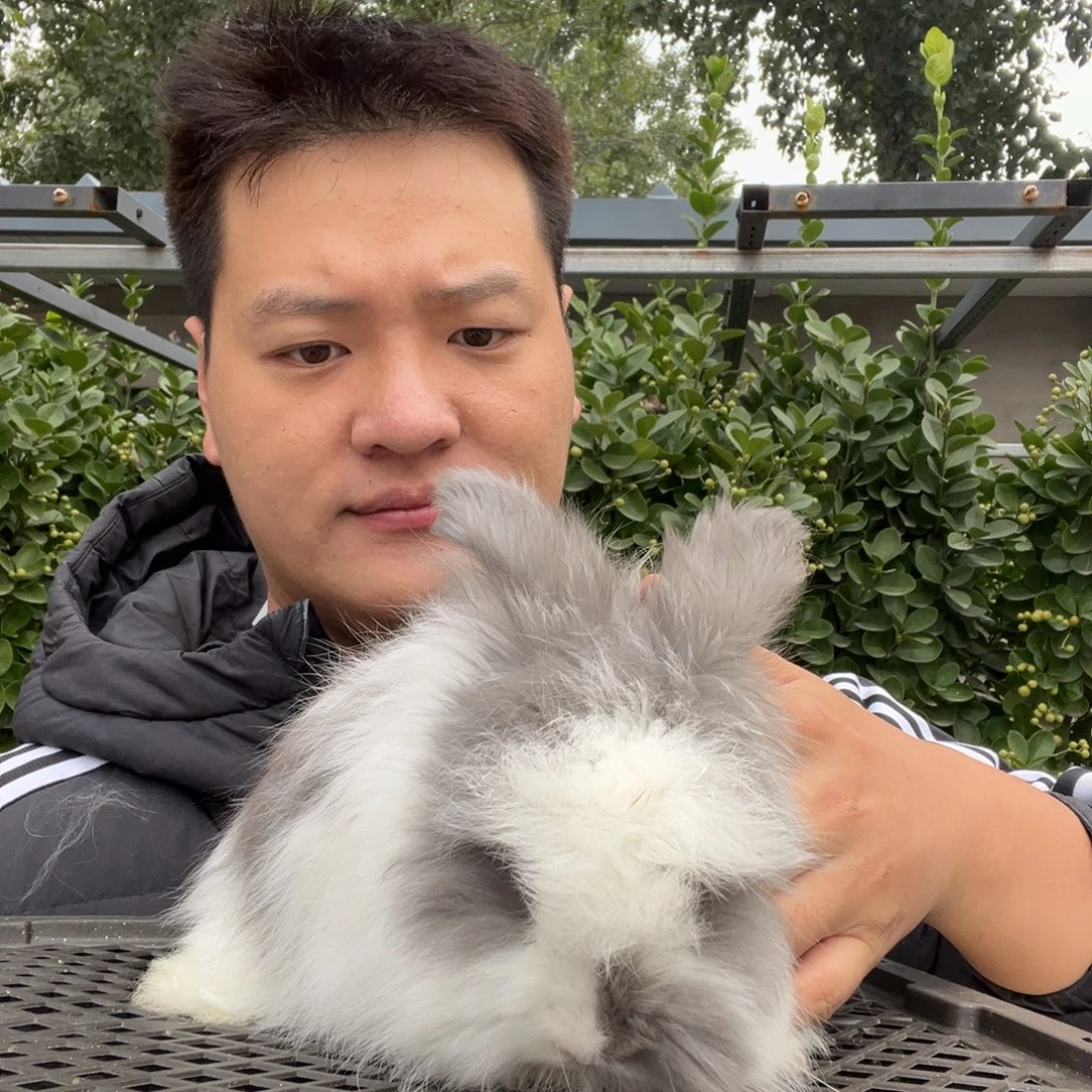 双血统英系安哥拉兔子