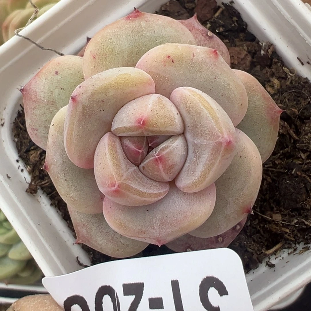 小卡拉米糖心一物一拍31-206