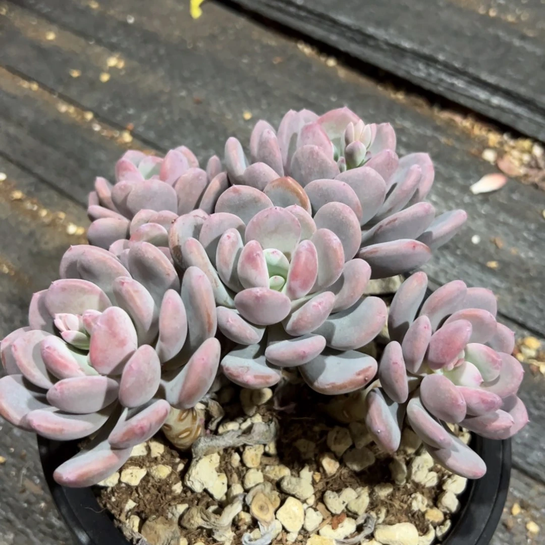 多肉植物一物一拍