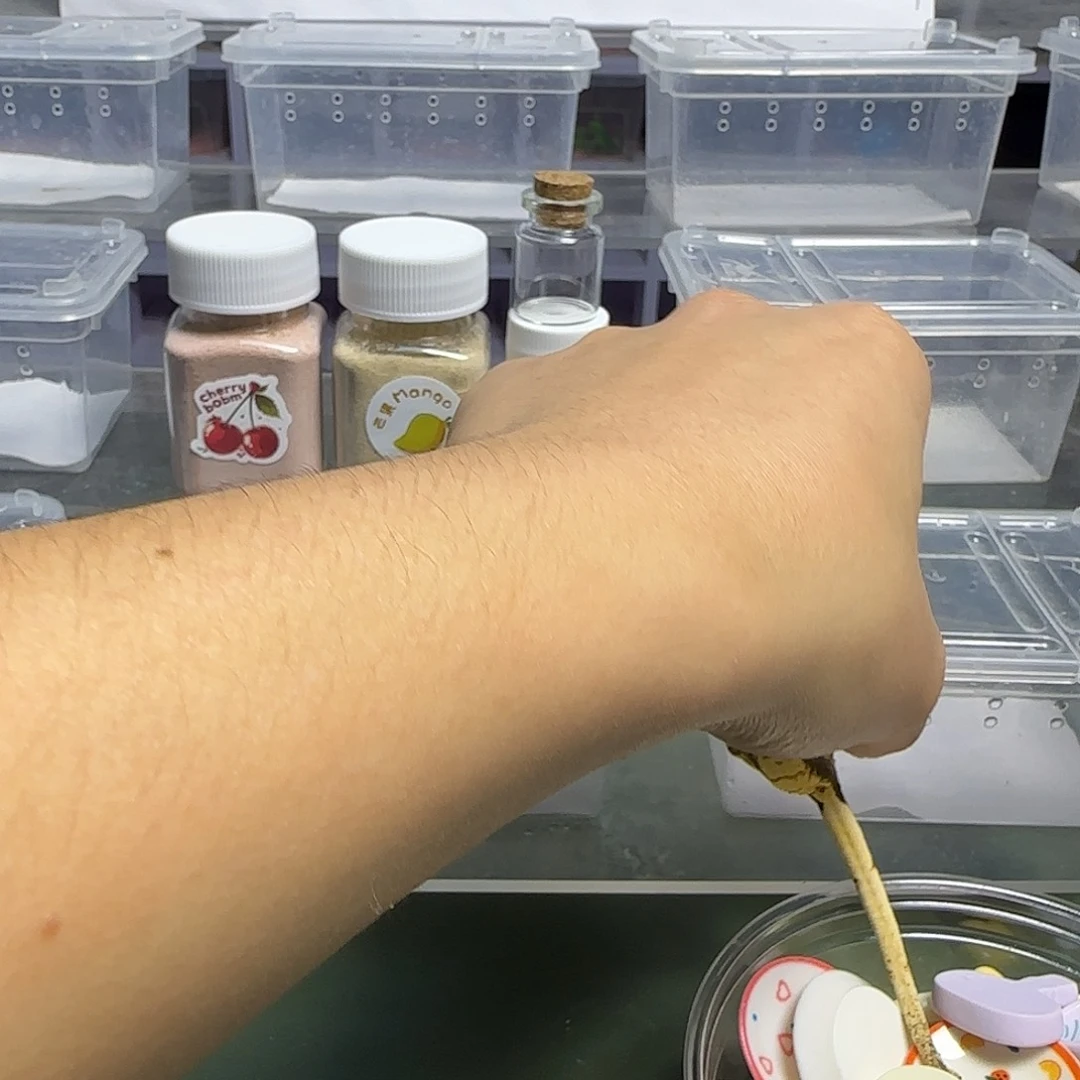 睫角守宫母睫角奶油