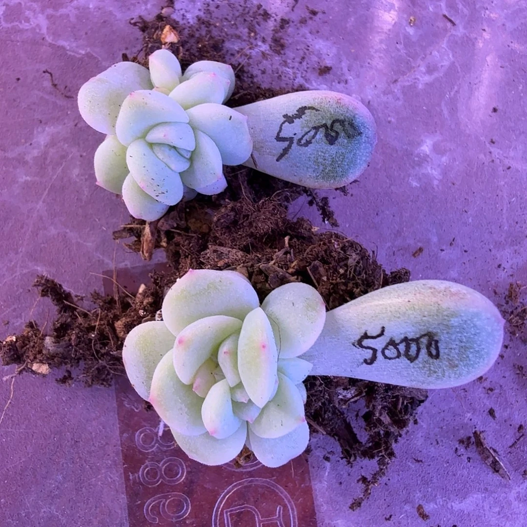 甜心5000叶插苗一物一拍