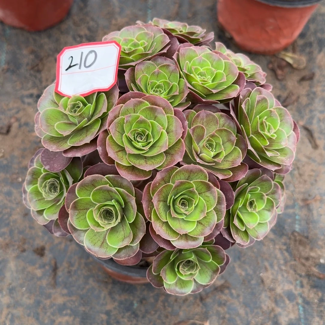 魅金玫瑰一物一拍210