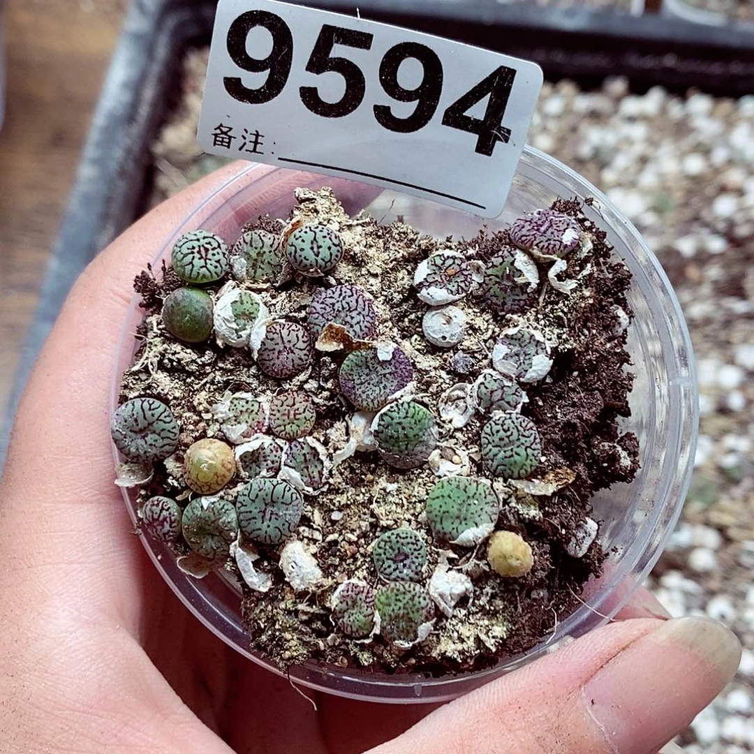 9594墨小锥流量计