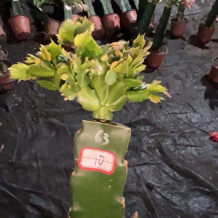 ℳ***࿐，10号带盆063嫁接苗