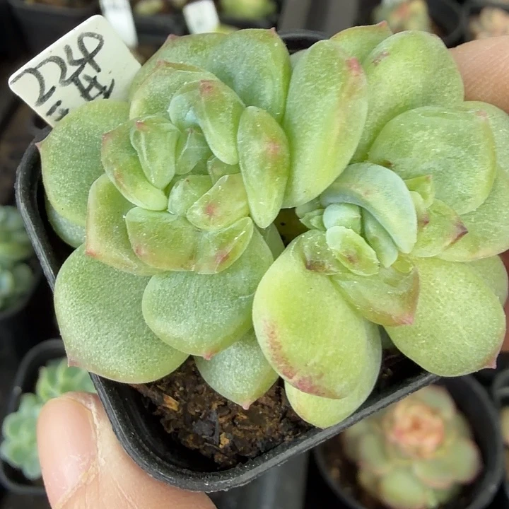 224甜心双头四公分盆口