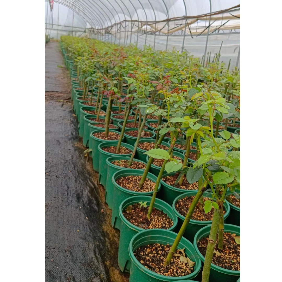 多季节重复开花棒棒糖月季庭院盆栽