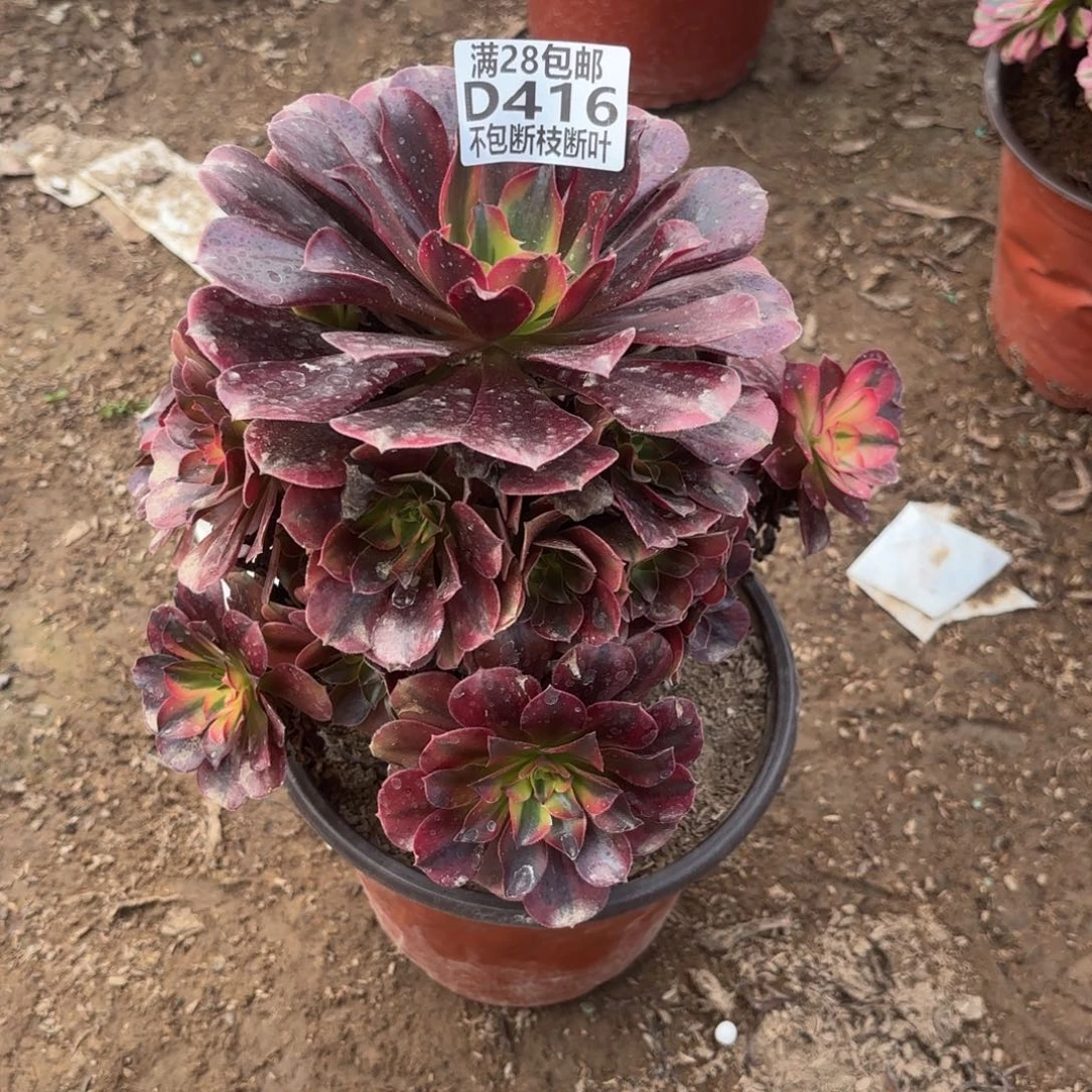 M. 416美杜莎多肉1，cad