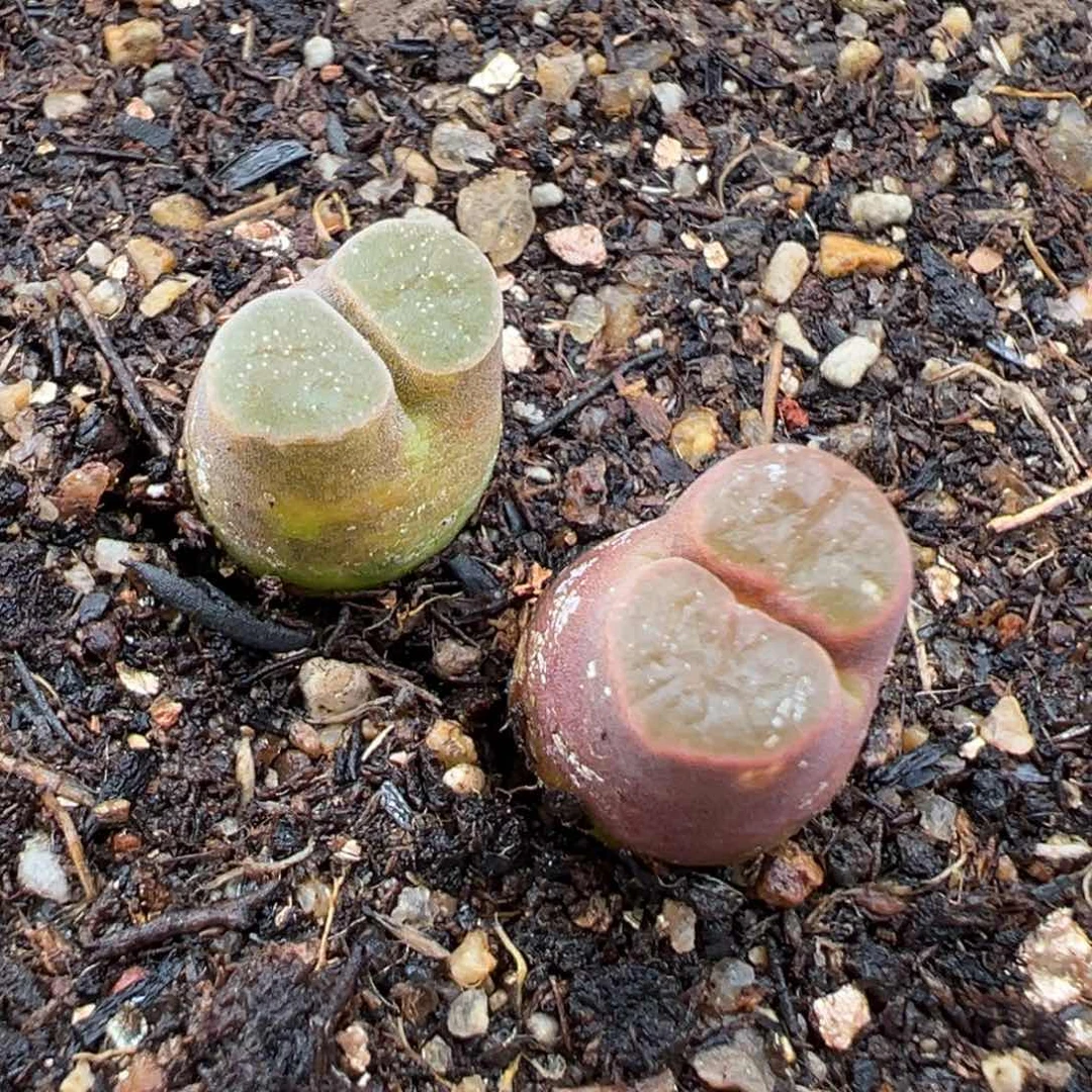 1.25好看的多肉495