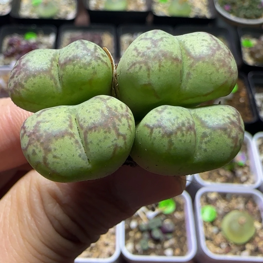 杂交漂亮多肉植物228