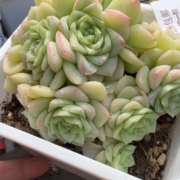 烟526白天鹅多肉植物