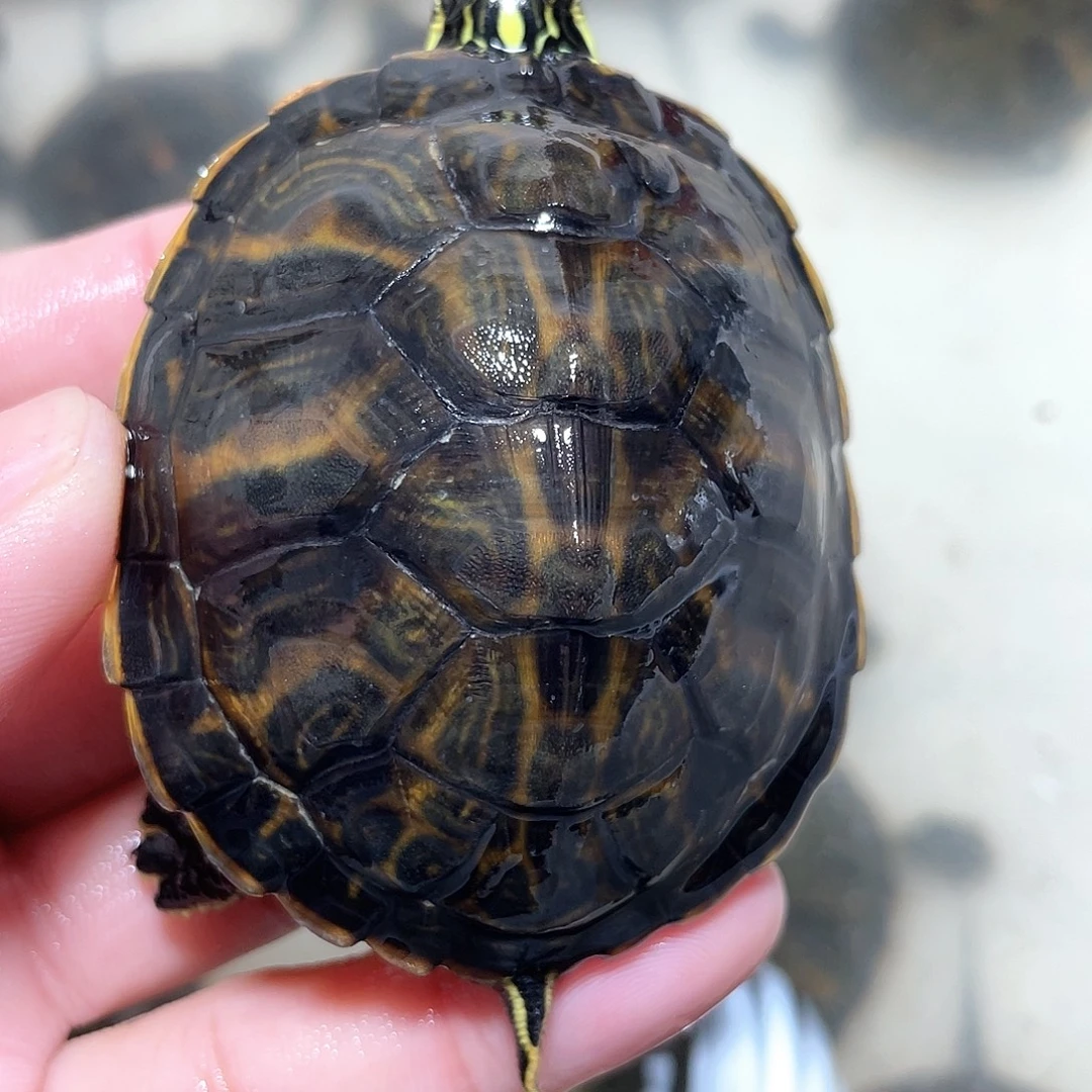 宠物龟不分公母火