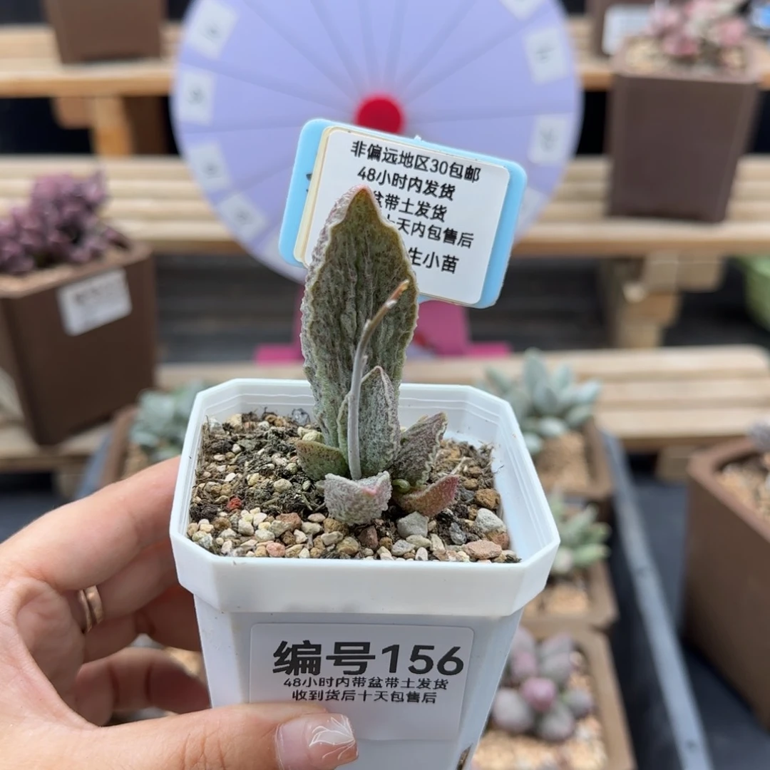 鱼***咪156酒红猪肝多肉植物