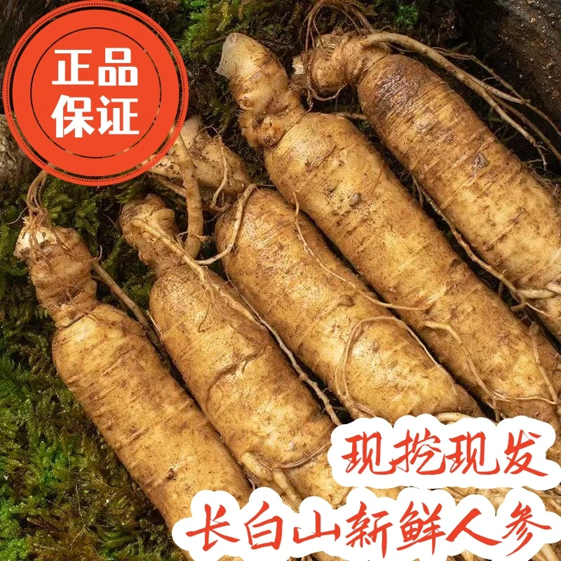 长白山鲜人参现挖泡酒煲汤炖鸡煮水1根就包邮