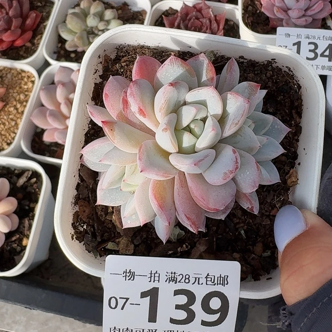 一***鹿不知名无盆土发货