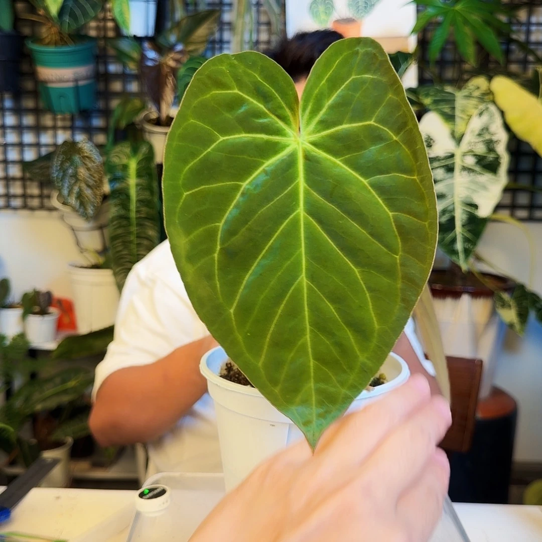 完全开放H134南美水晶