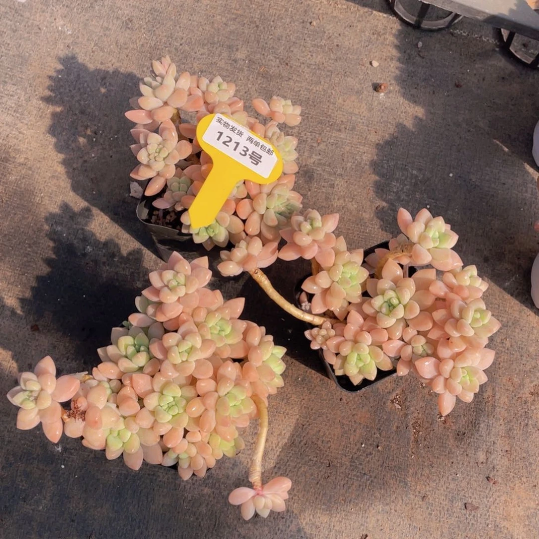 1213号 奶酪蛋糕老桩大群生一个m