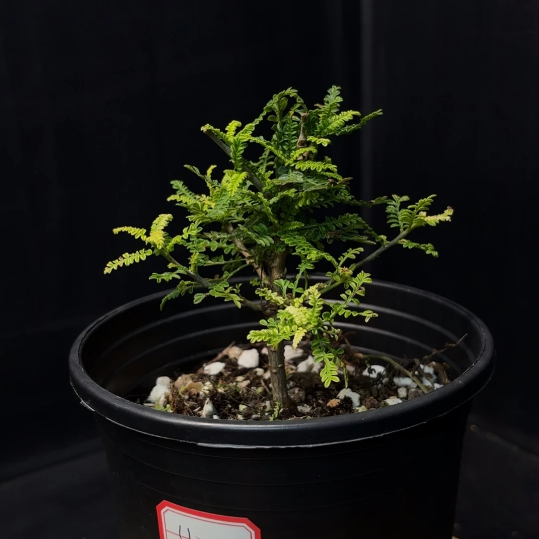 织冠漆树实生带盆土