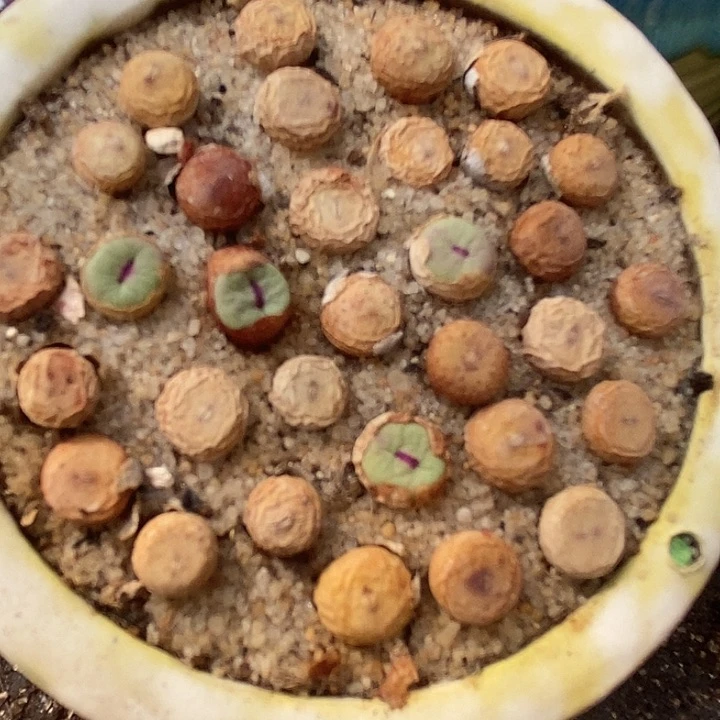 小红嘴1380b一组两颗