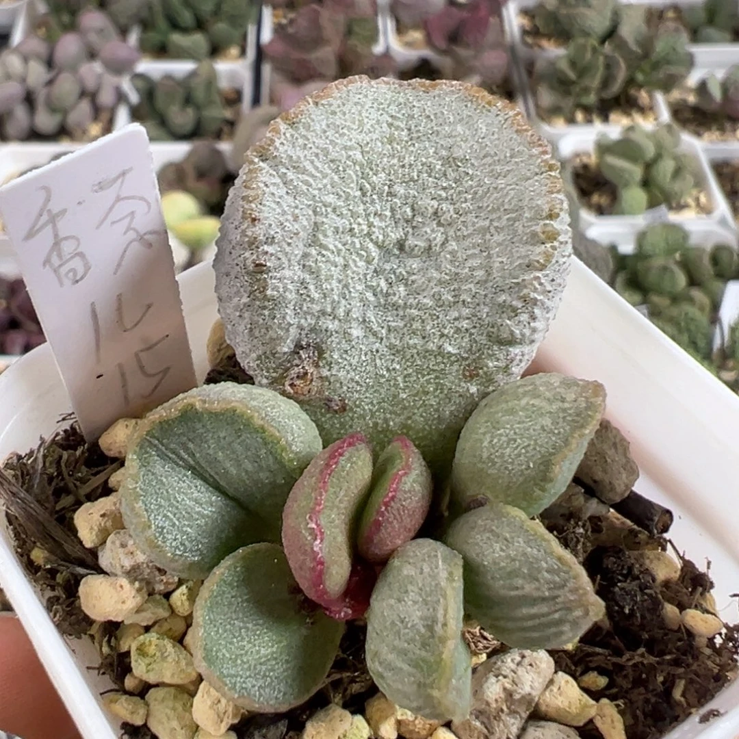 w香奈儿有干疤特价