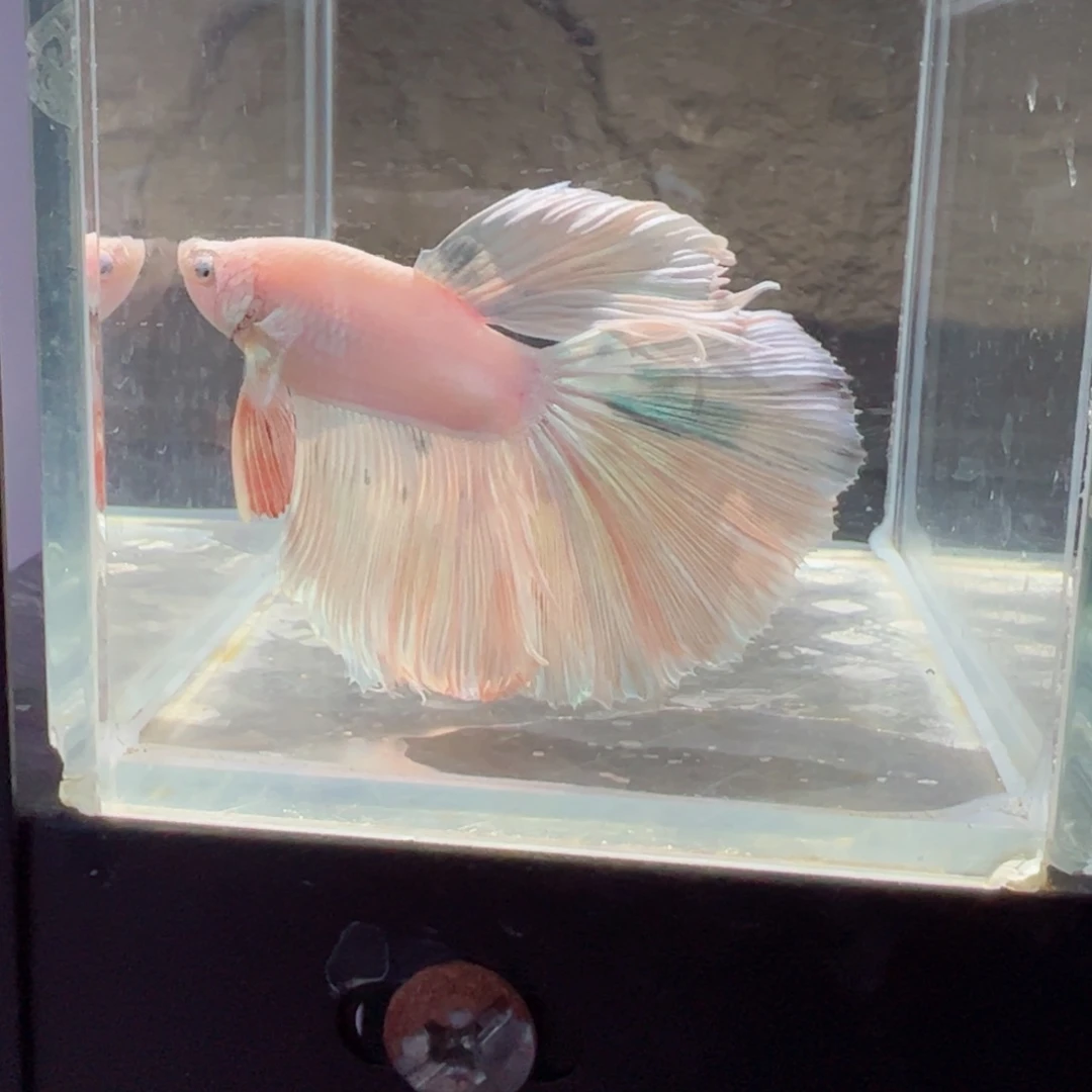 斗鱼浅色仙仙裙特殊尾