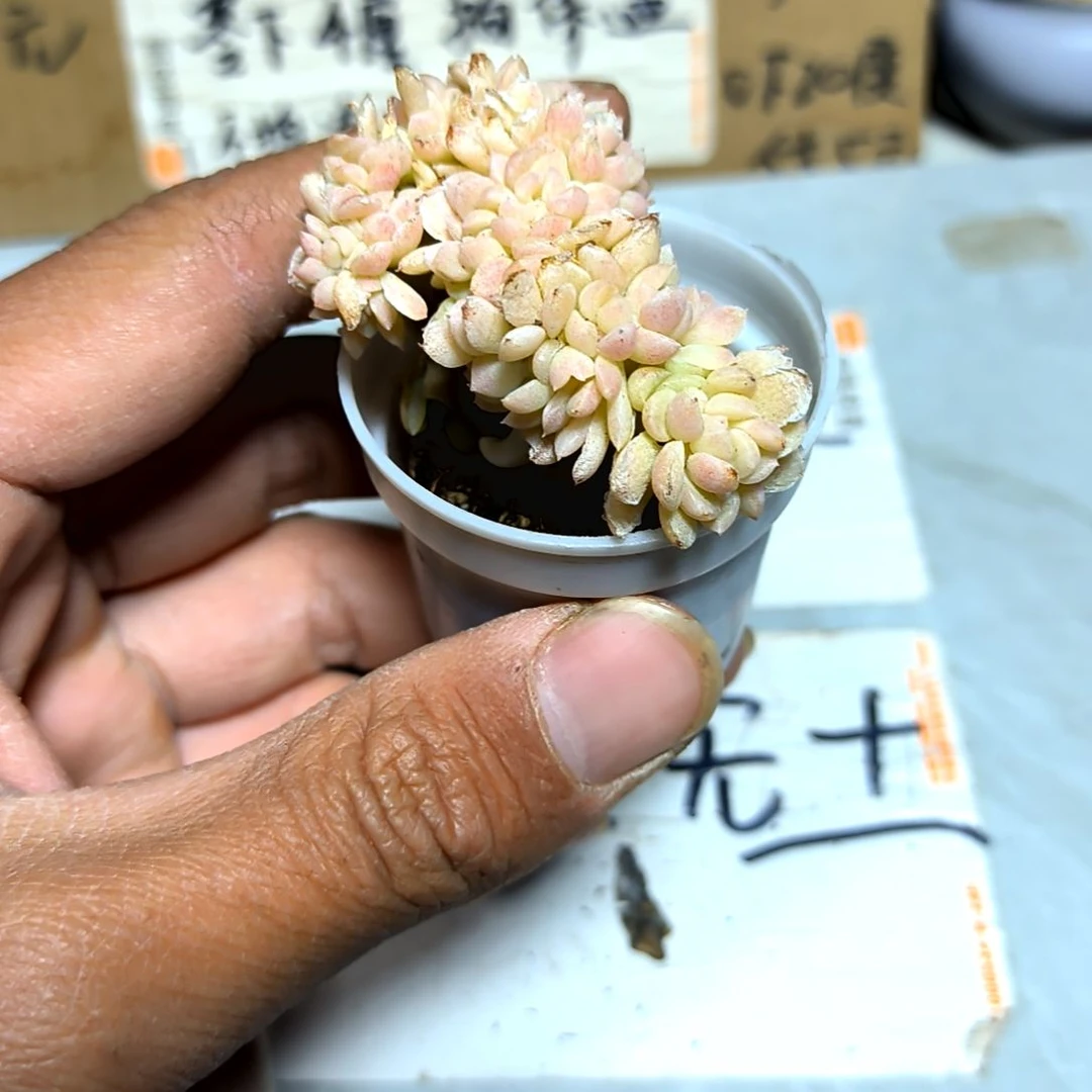 满6元包邮，奶油缀