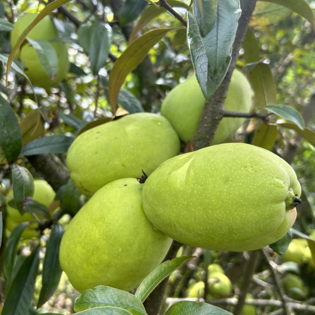 云南新鲜酸木瓜酸脆爽口可生吃泡酒煲汤