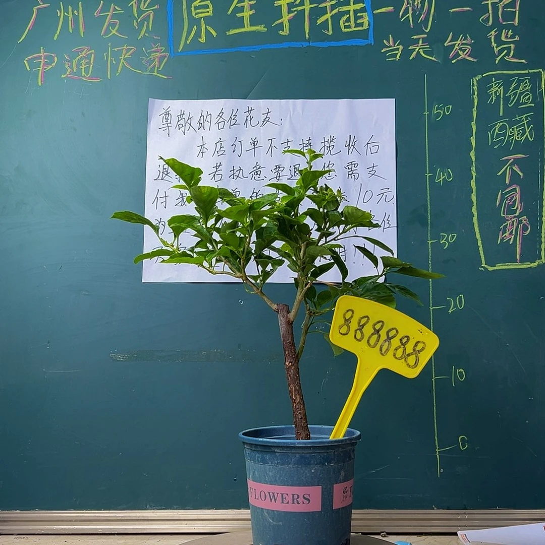 当前无花栽培后可以开花  安格斯  88888