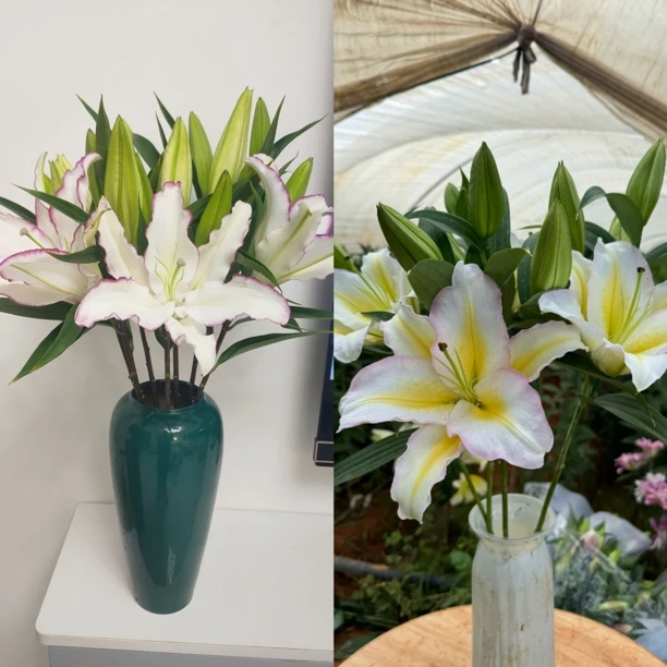 【斯丞百合】稀有百合花根据各地方气候上色（掉、坏两个花苞不售后）