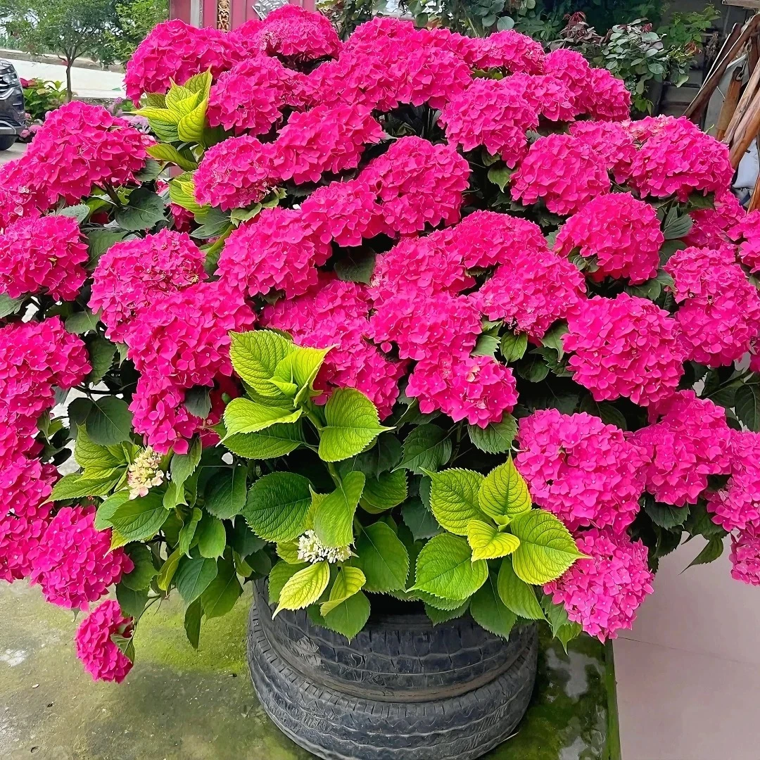 玫红妈妈绣球盆栽大苗基地直发庭院阳台花卉植物四季开花耐寒好养