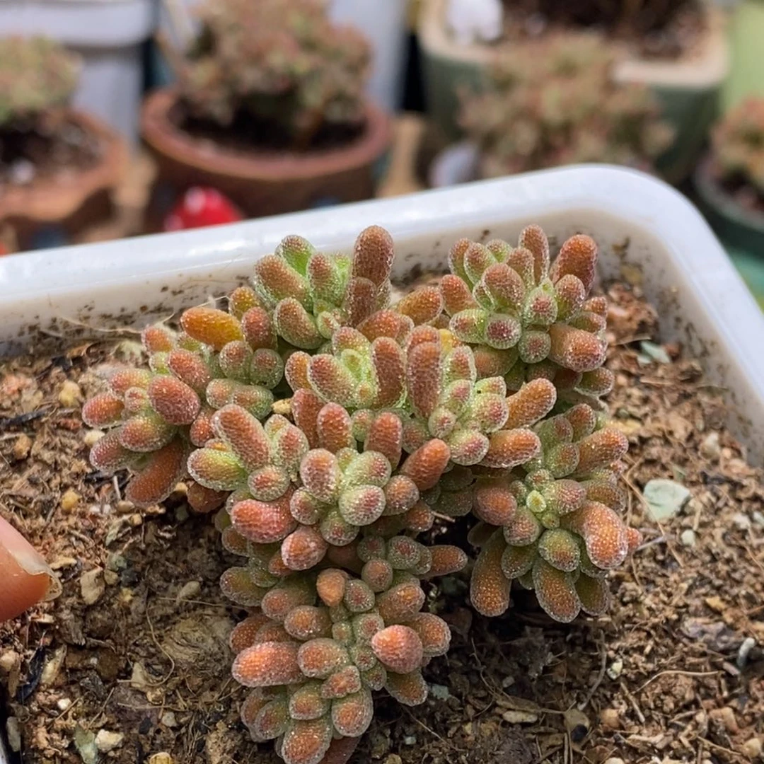 冰晶杂枝干番杏A358