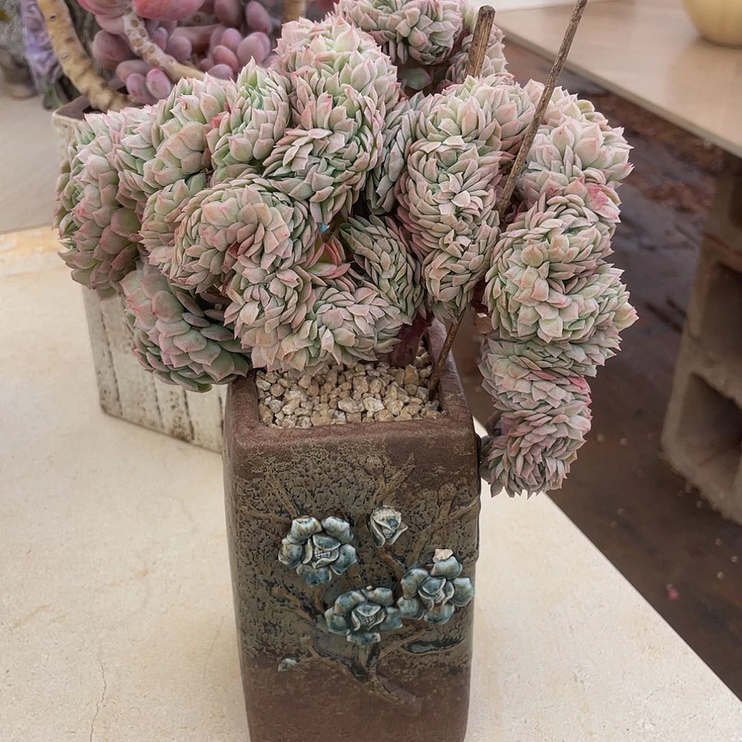 冰梅缀多肉多肉多肉