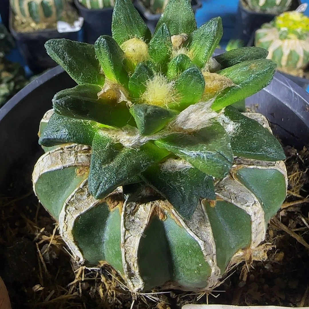 长尤龙角993仙人球开花