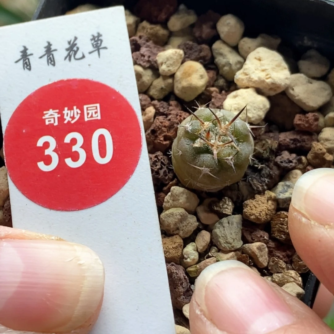 实生逆豹丸一颗仙人球