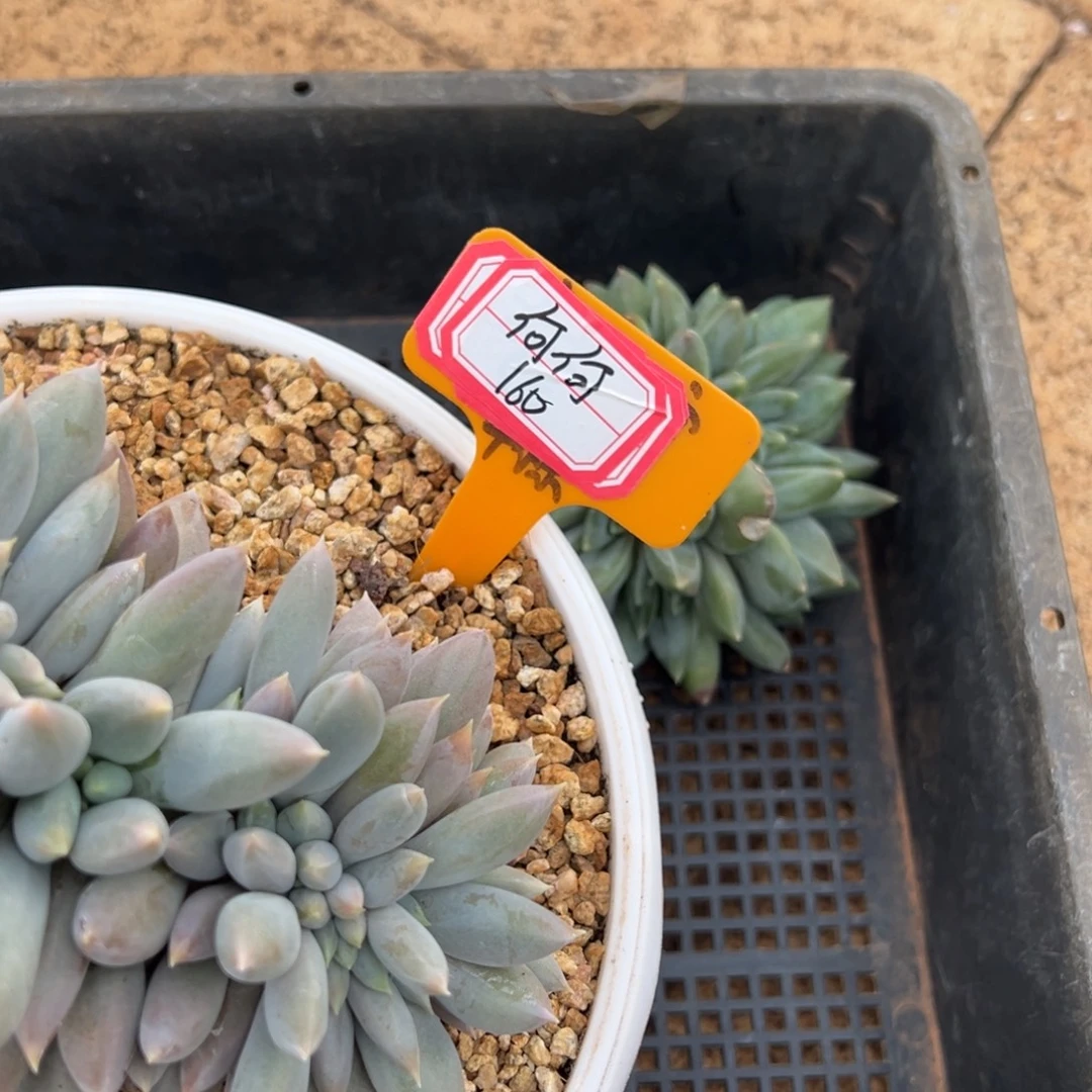 何***美何何160。