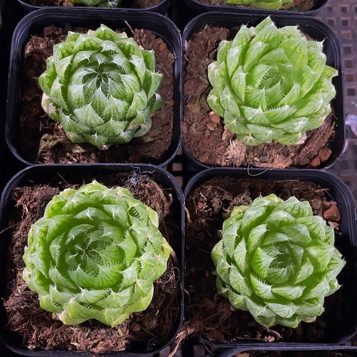 硬水晶玉露带盆土发过