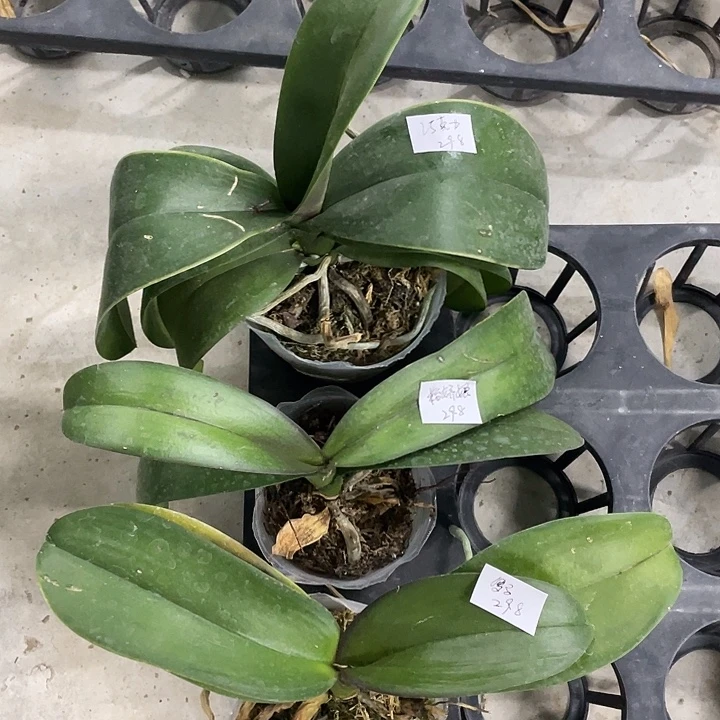 完全开放处理巧克力➕罗马➕粉娇娘3颗不售后